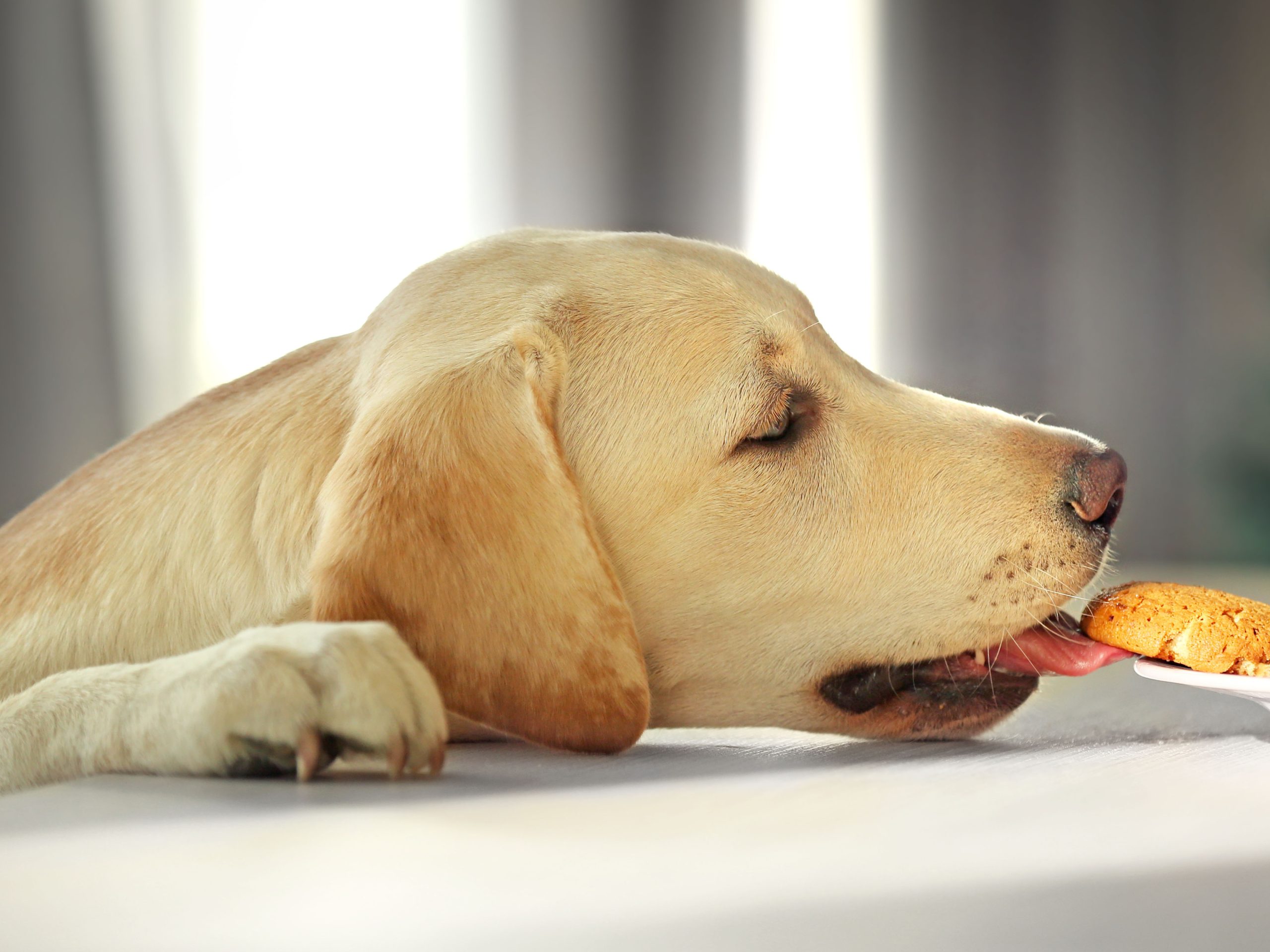 A dog looking at a bowl of food, representing dog nutrition and feeding.